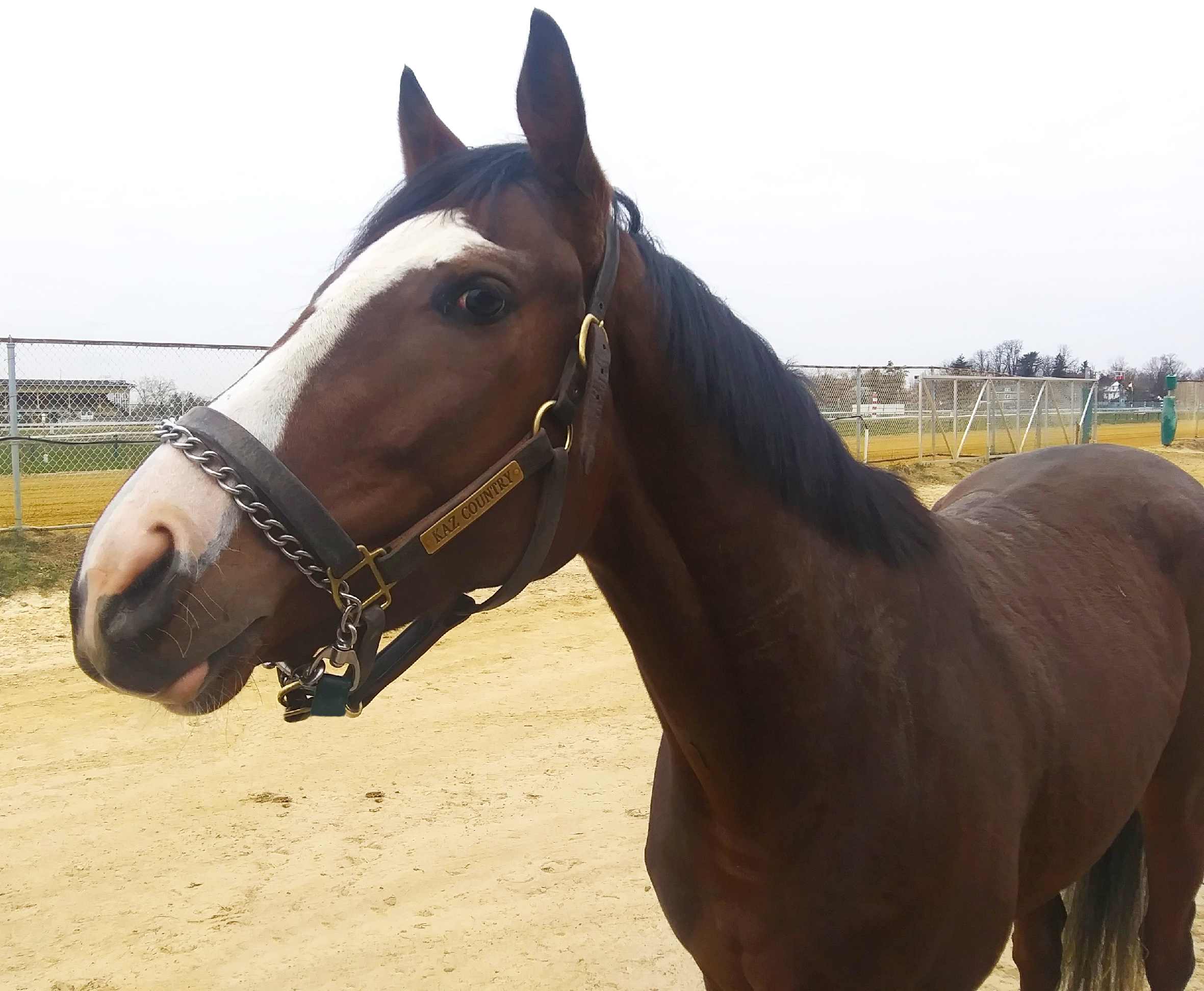 Wasabi Ventures Stables